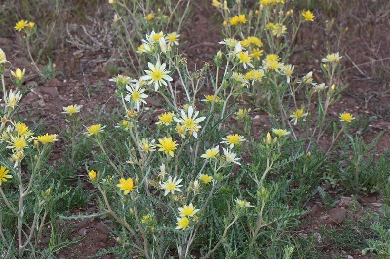 Adonis Blazingstar photo 2