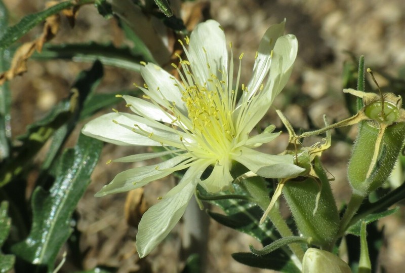 Adonis Blazingstar photo 4