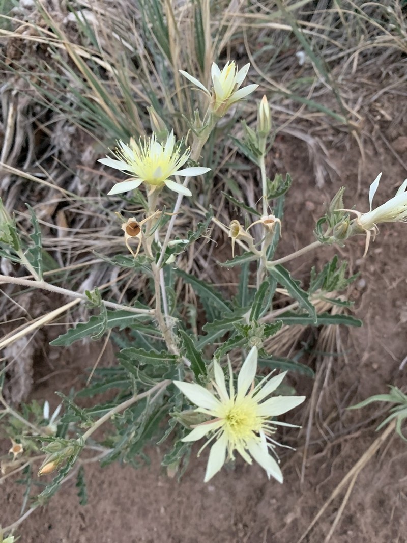 Adonis Blazingstar photo 5