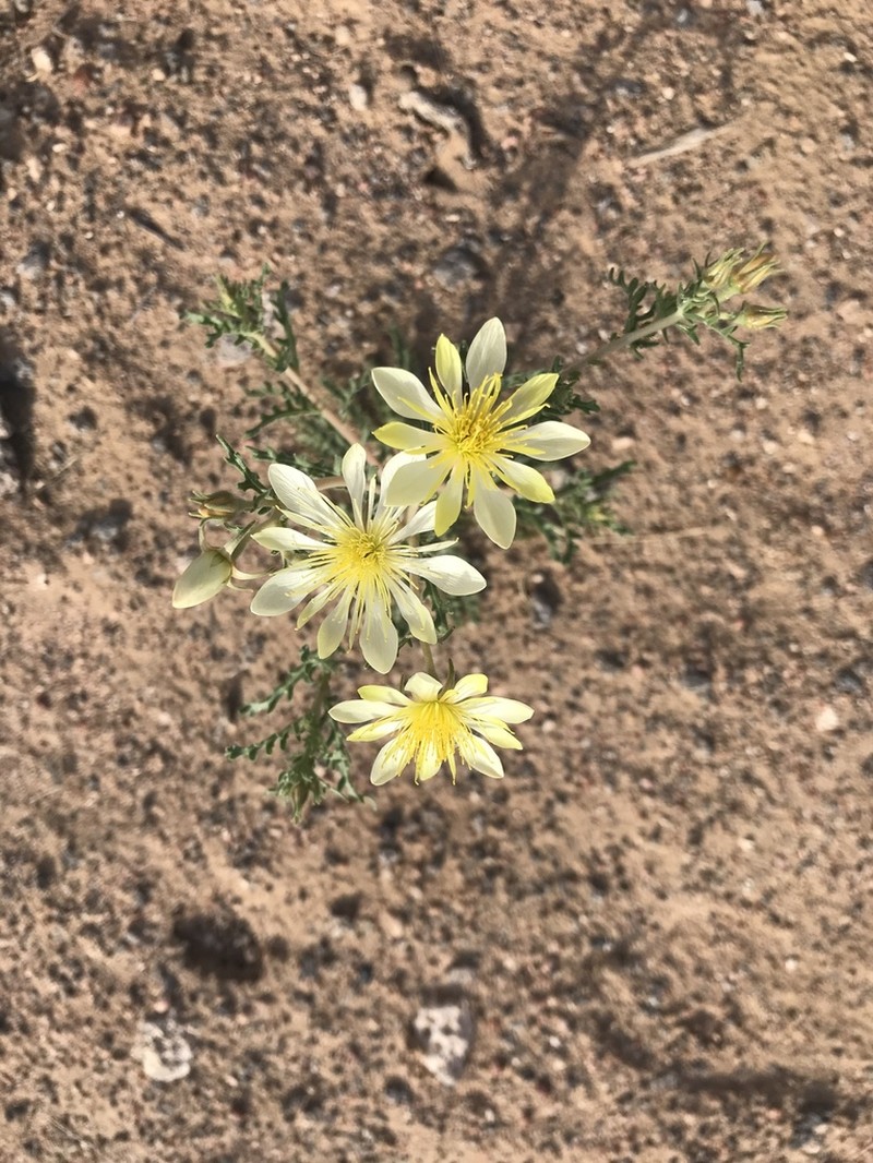 Adonis Blazingstar photo 6