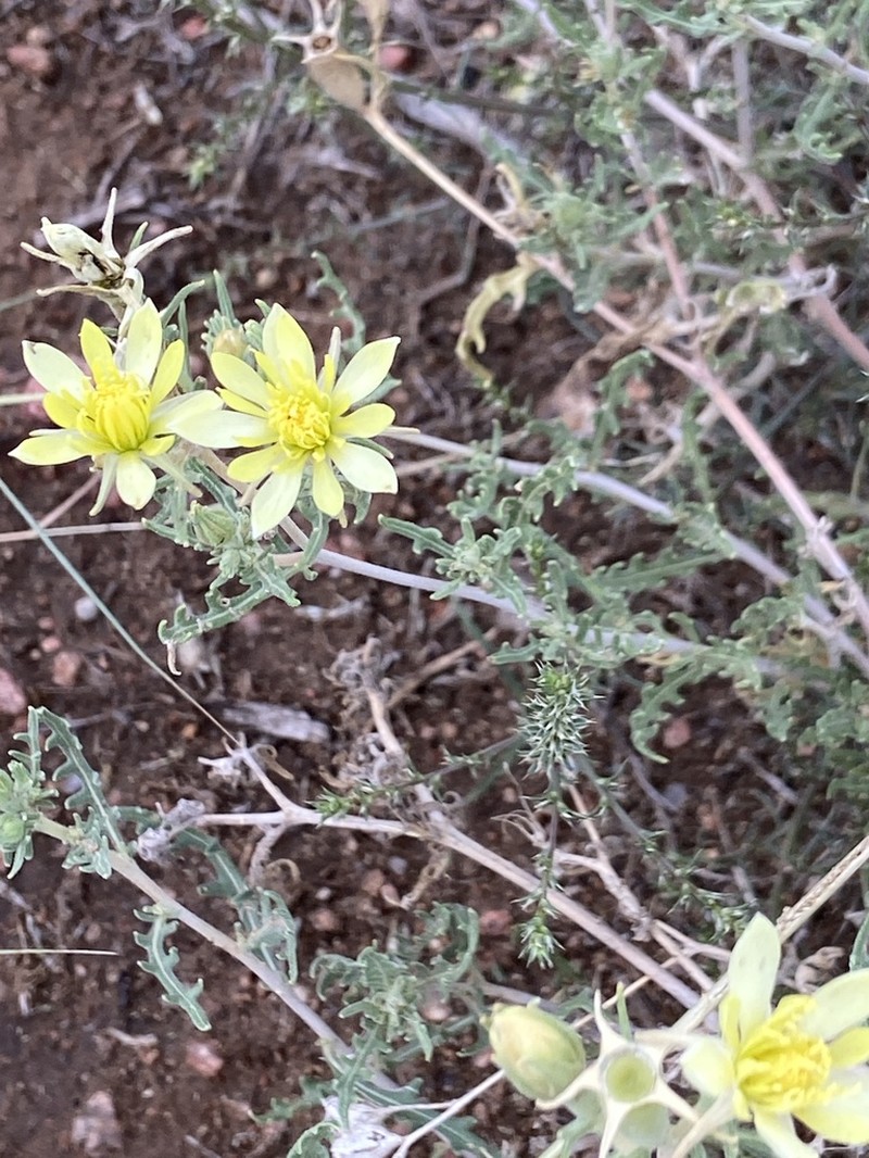 Adonis Blazingstar photo 7