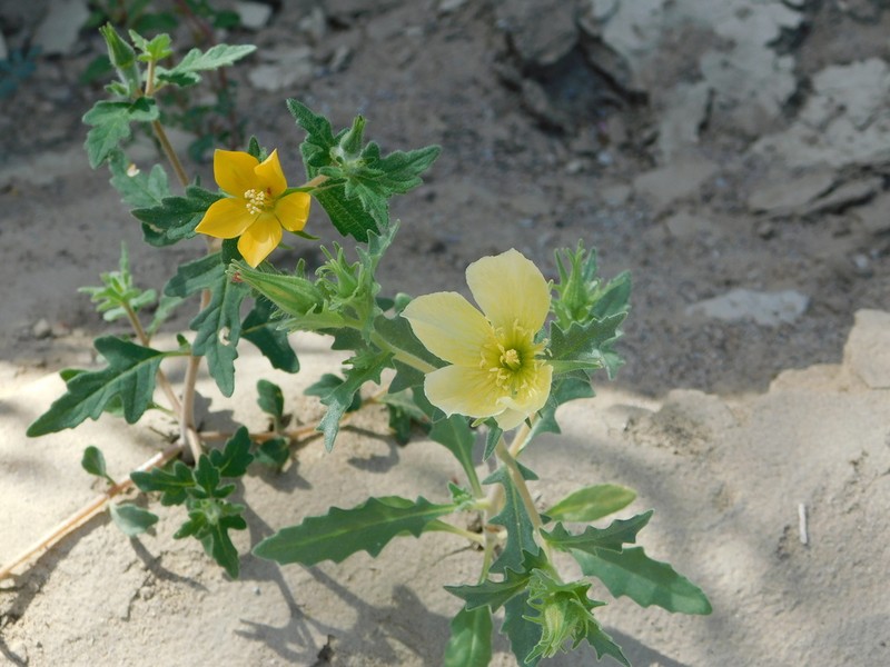 Mentzelia nesiotes