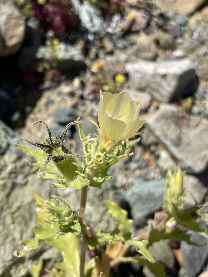 Mentzelia nesiotes photo 2