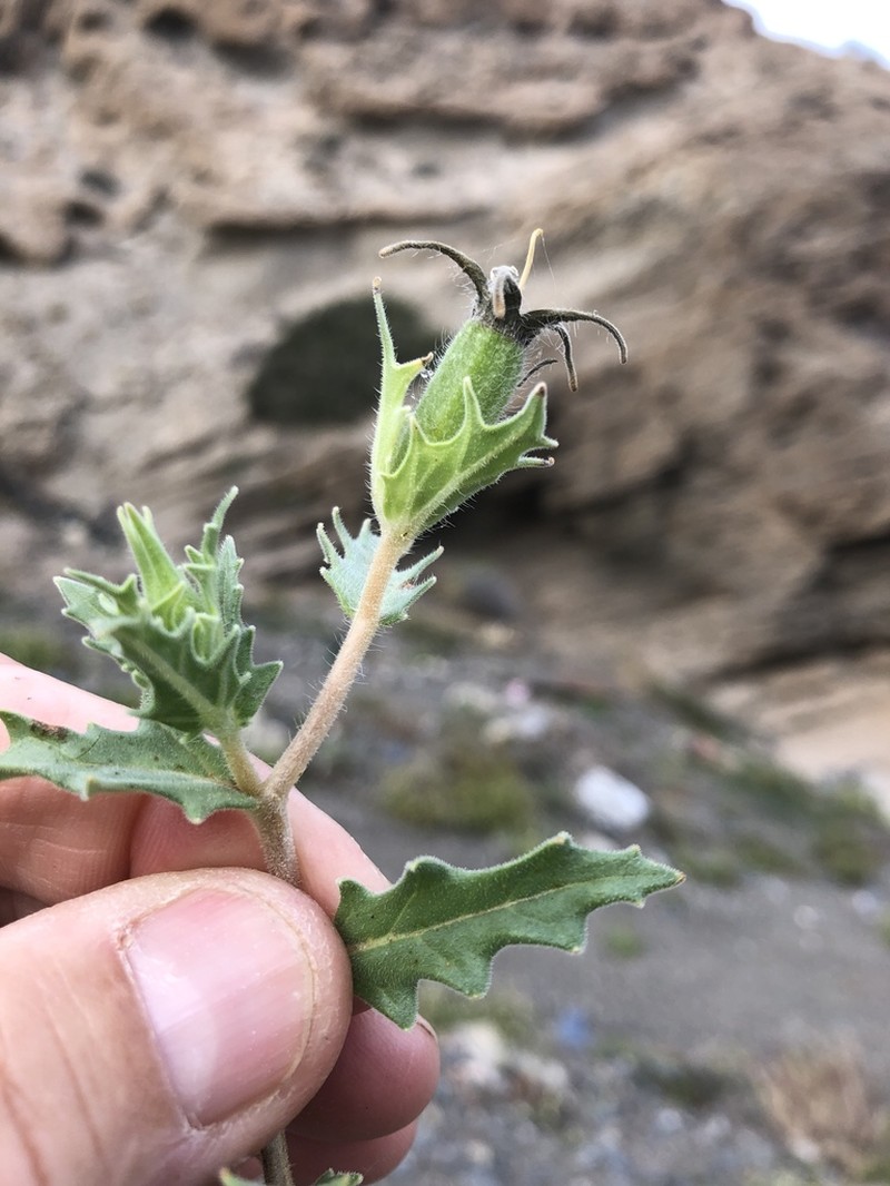 Mentzelia nesiotes photo 3