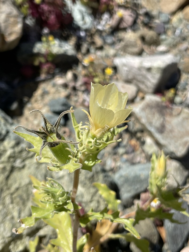 Mentzelia nesiotes photo 5