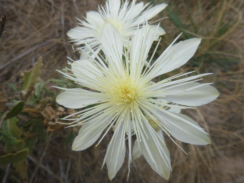 Bractless Blazingstar