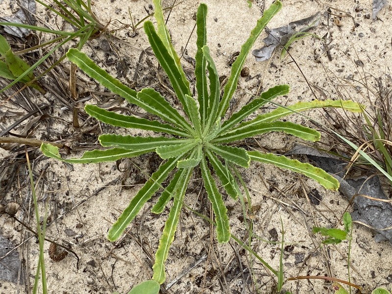 Bractless Blazingstar photo 2