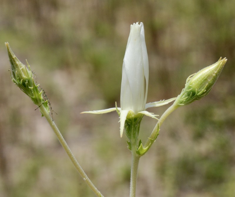 Bractless Blazingstar photo 3