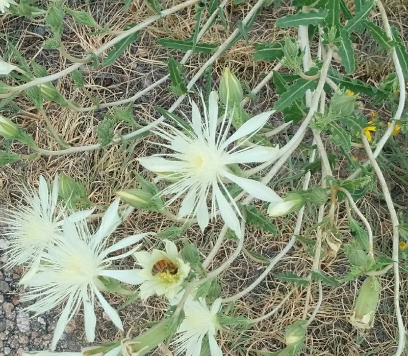 Bractless Blazingstar photo 6