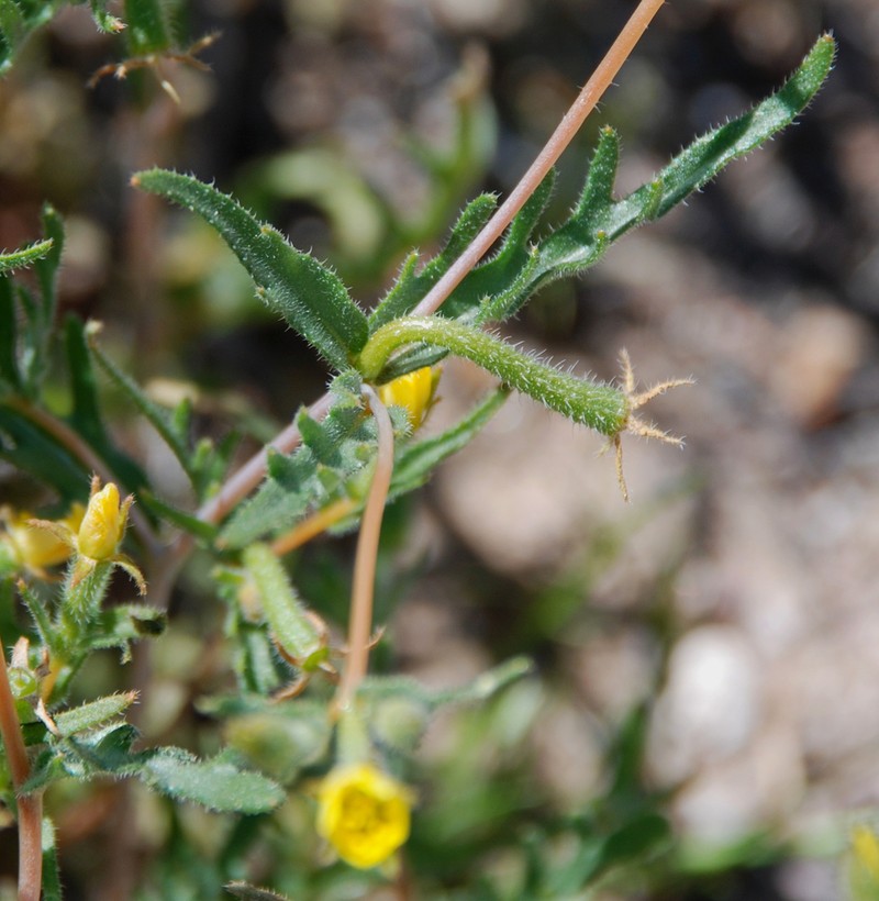 Pacific Blazingstar photo 2