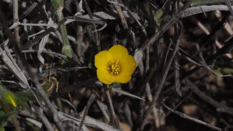 Pacific Blazingstar photo 3