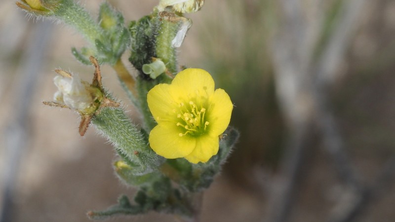 Pacific Blazingstar photo 4
