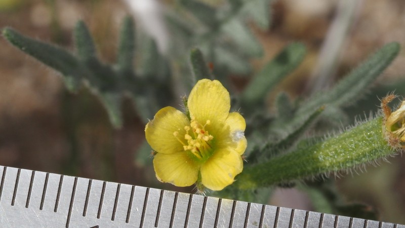 Pacific Blazingstar photo 5