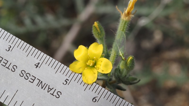 Pacific Blazingstar photo 8