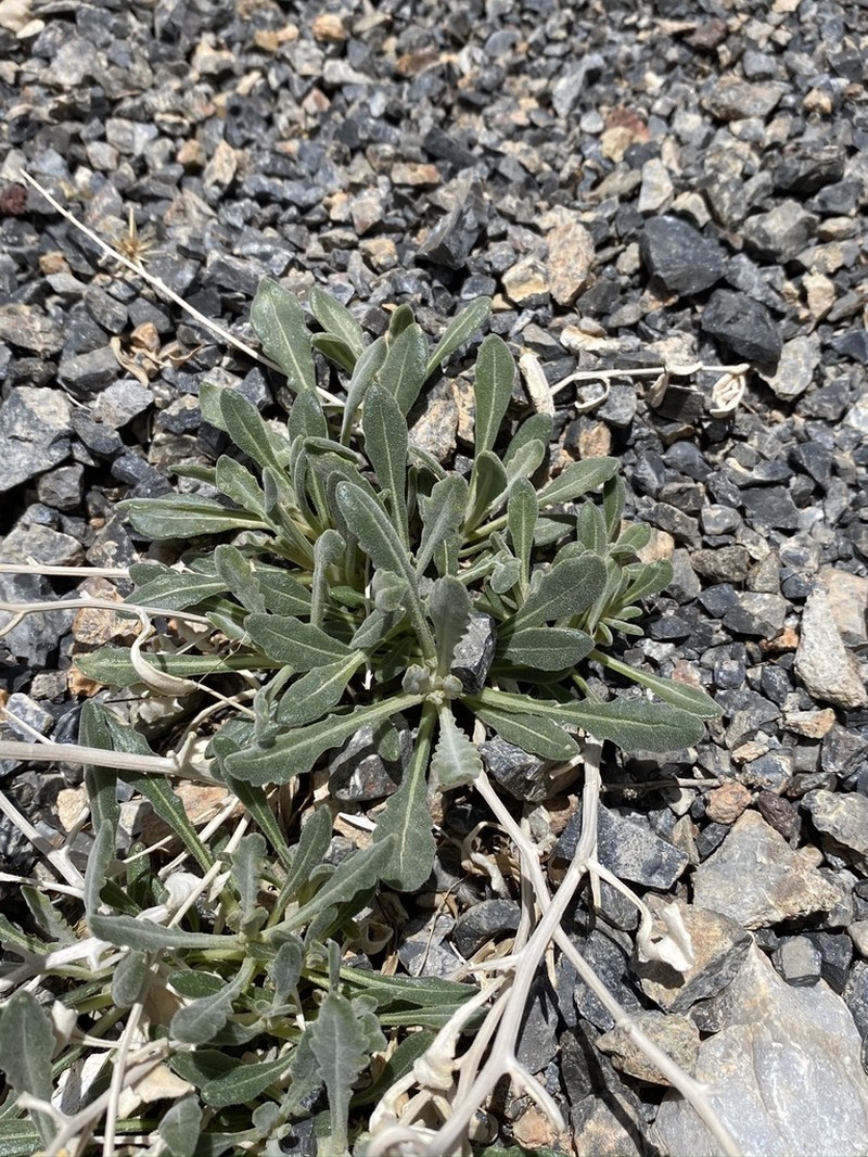 Argus Blazingstar photo 3
