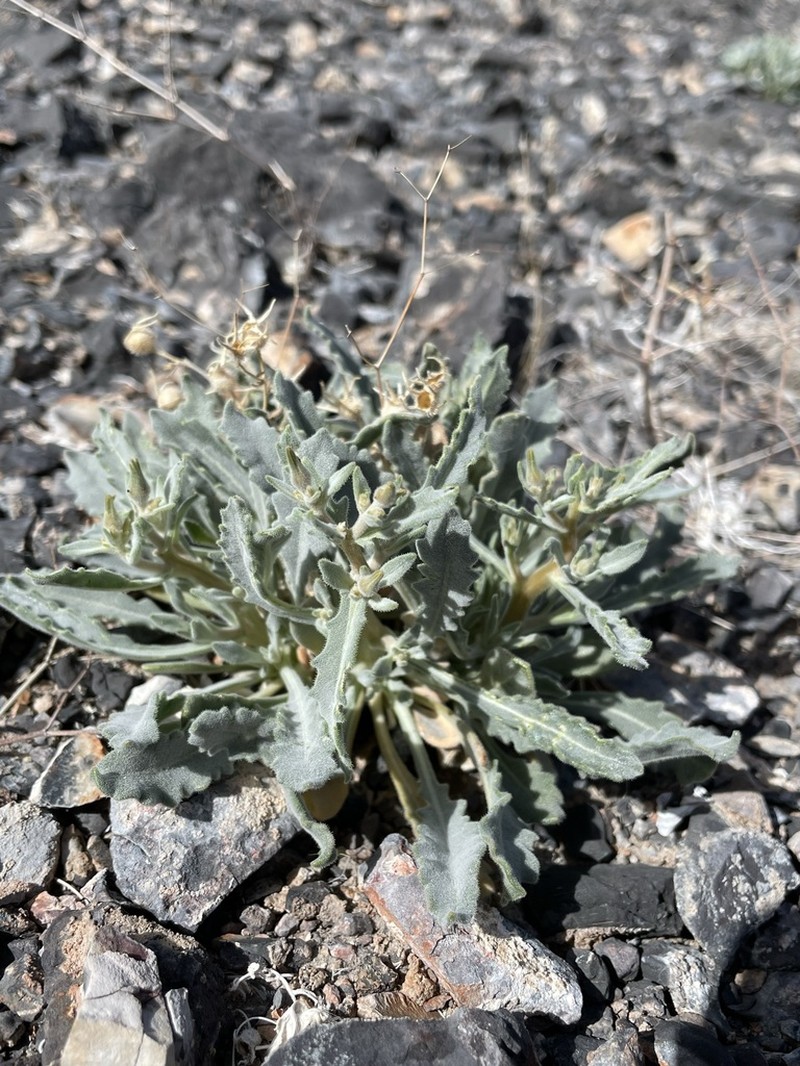 Argus Blazingstar photo 7