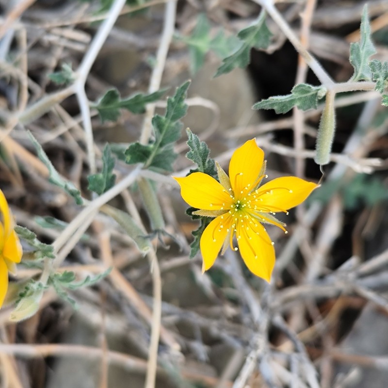 Coahuila Blazingstar photo 3