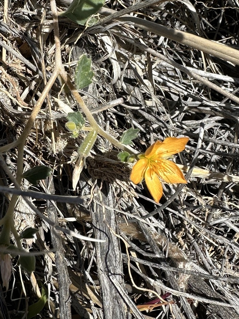 Coahuila Blazingstar photo 4
