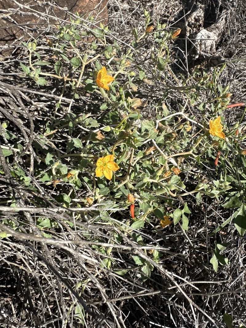 Coahuila Blazingstar photo 5