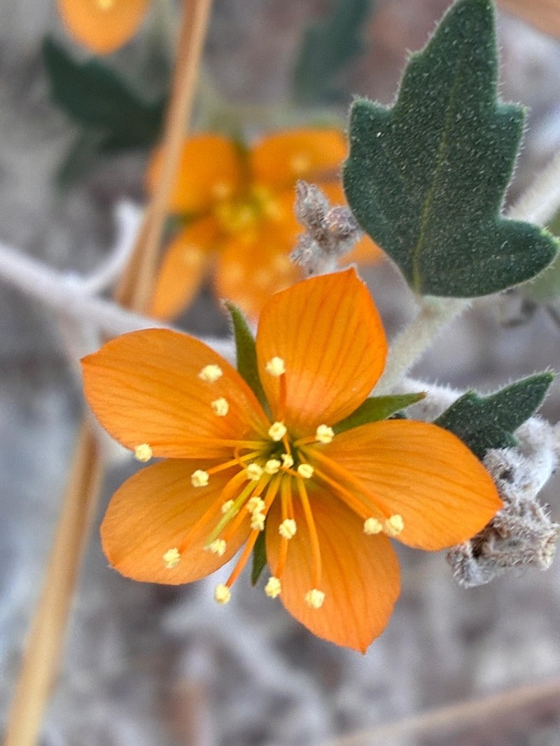 Coahuila Blazingstar photo 6