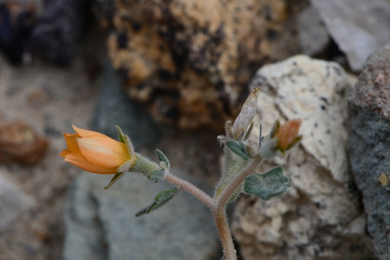 Coahuila Blazingstar photo 8