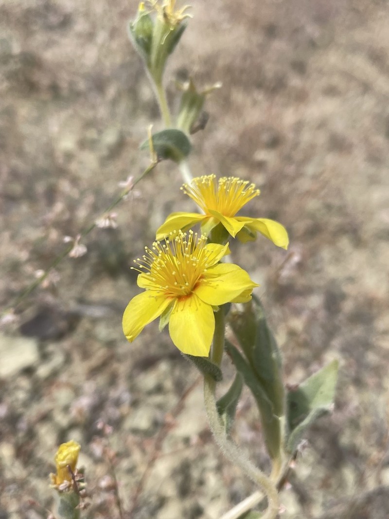 Packard's Blazingstar photo 3