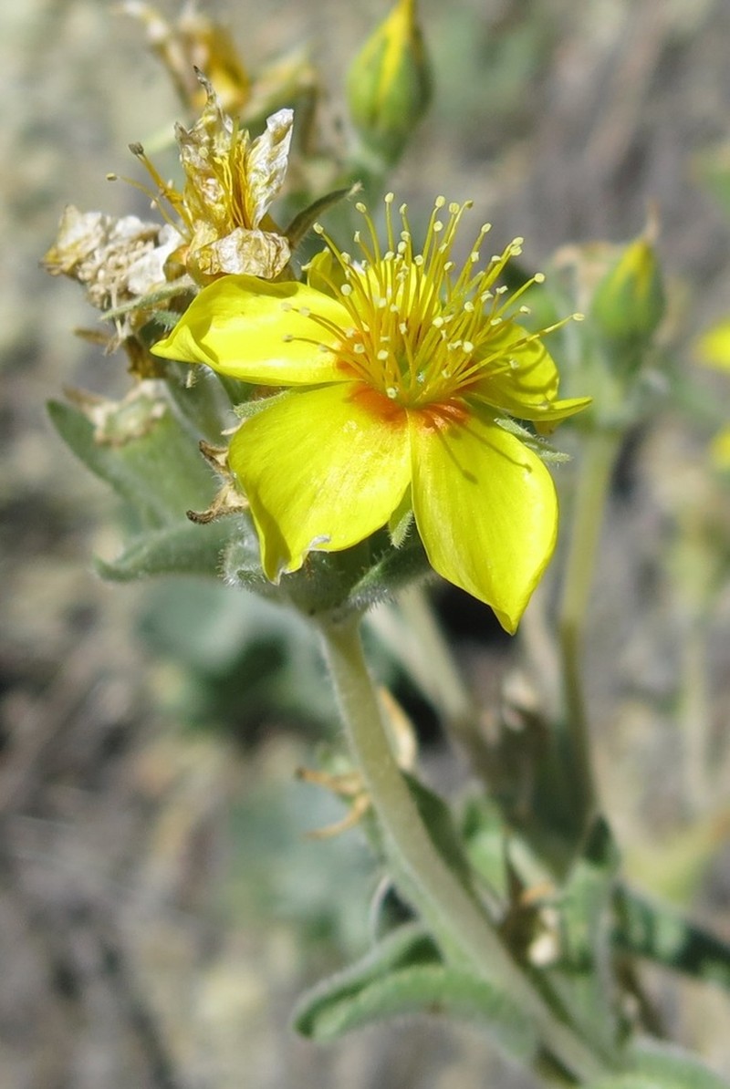 Packard's Blazingstar photo 5