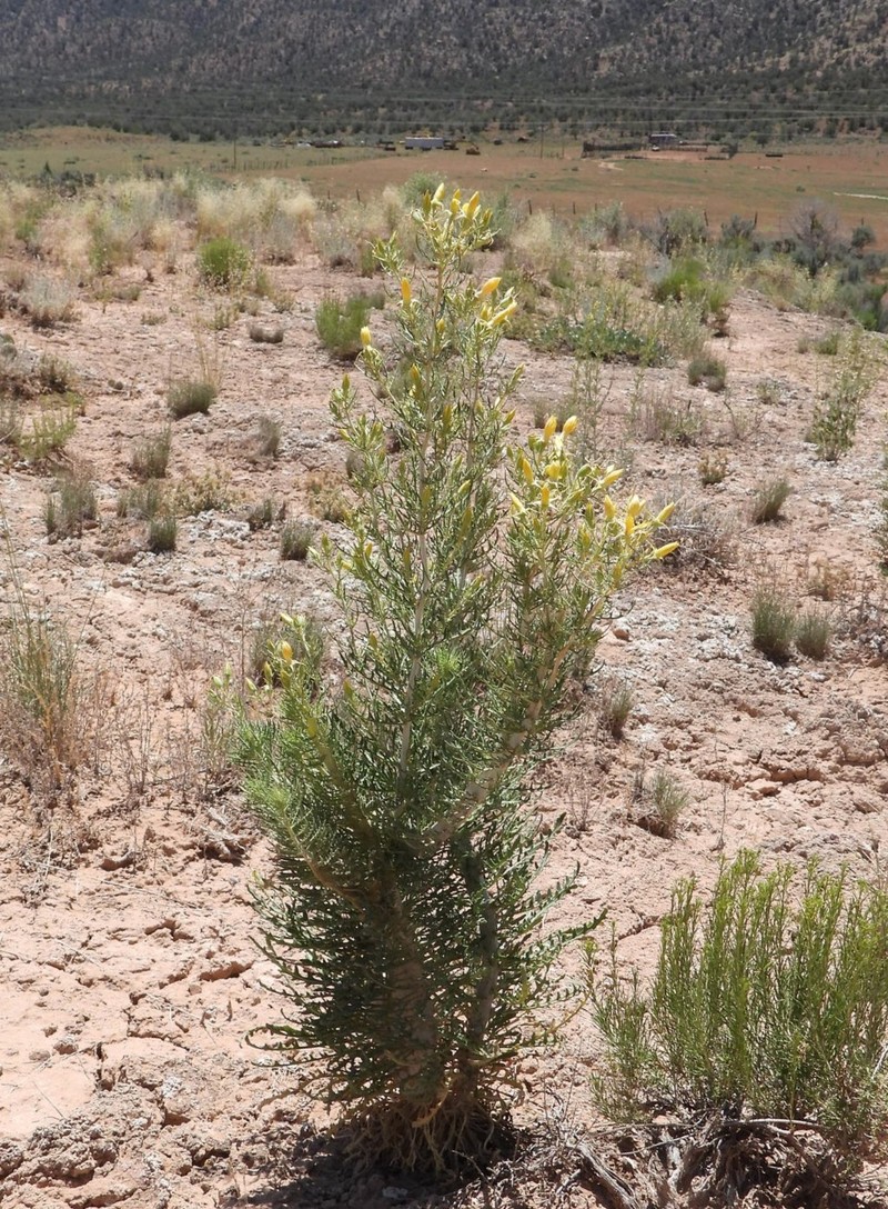 Mentzelia paradoxensis