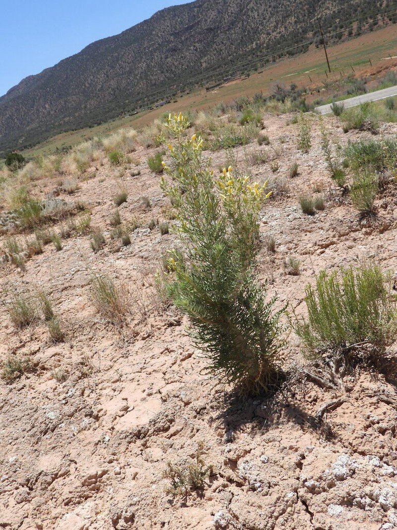 Mentzelia paradoxensis photo 2