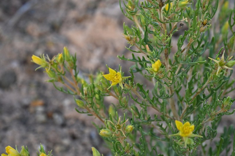 Mentzelia paradoxensis photo 3