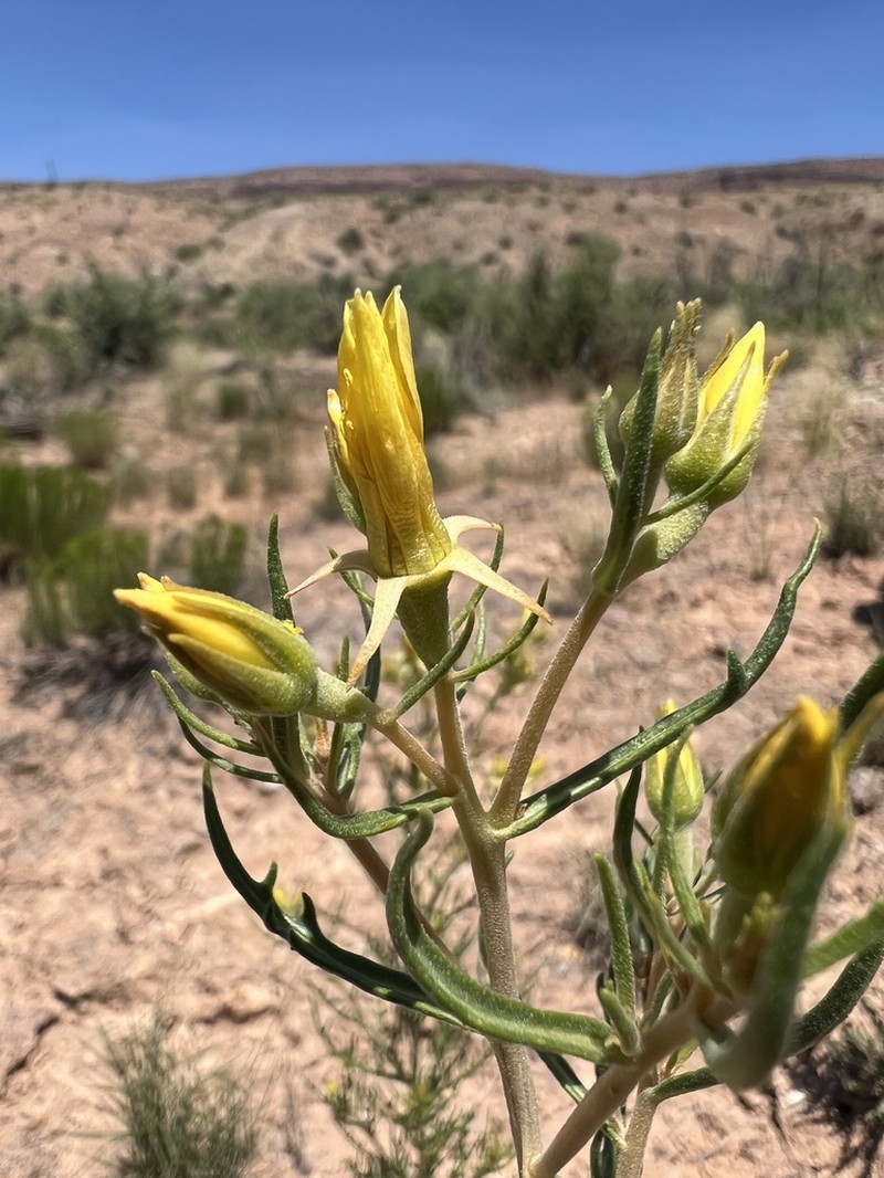 Mentzelia paradoxensis photo 6