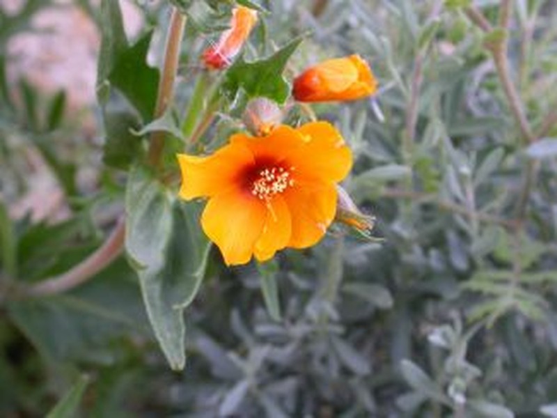 San Joaquin Blazingstar photo 4