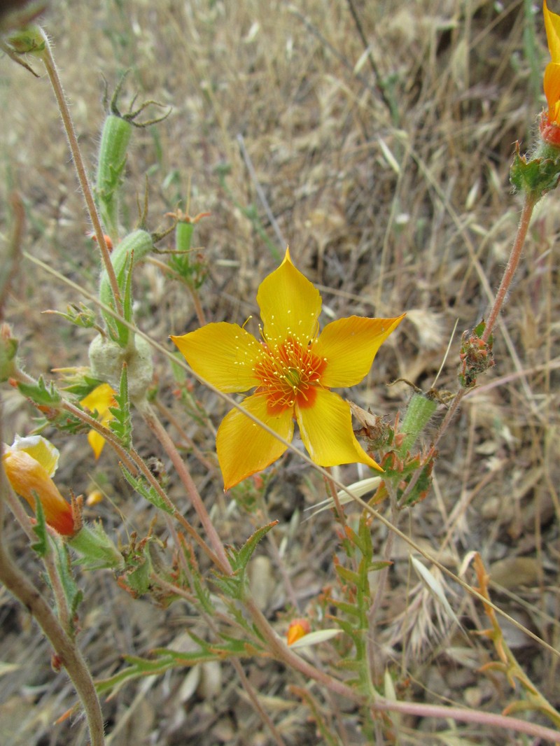 San Joaquin Blazingstar photo 2