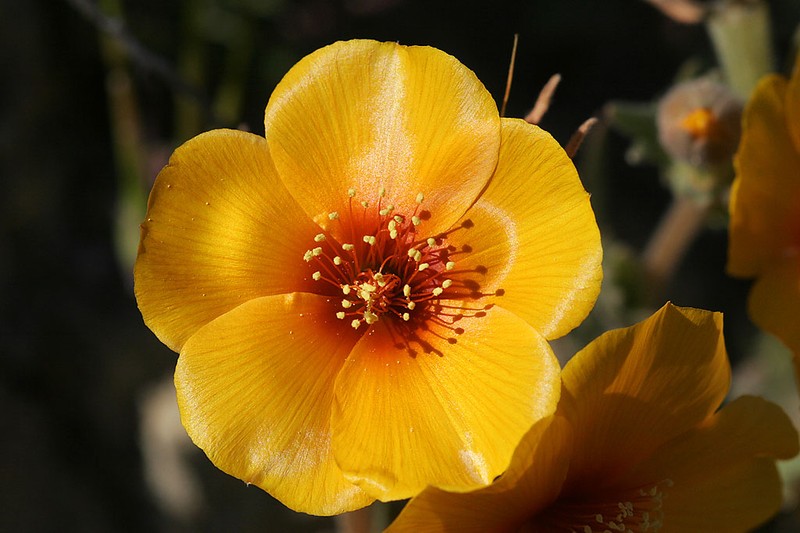 San Joaquin Blazingstar photo 3
