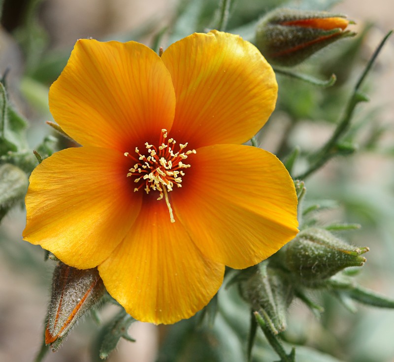 San Joaquin Blazingstar