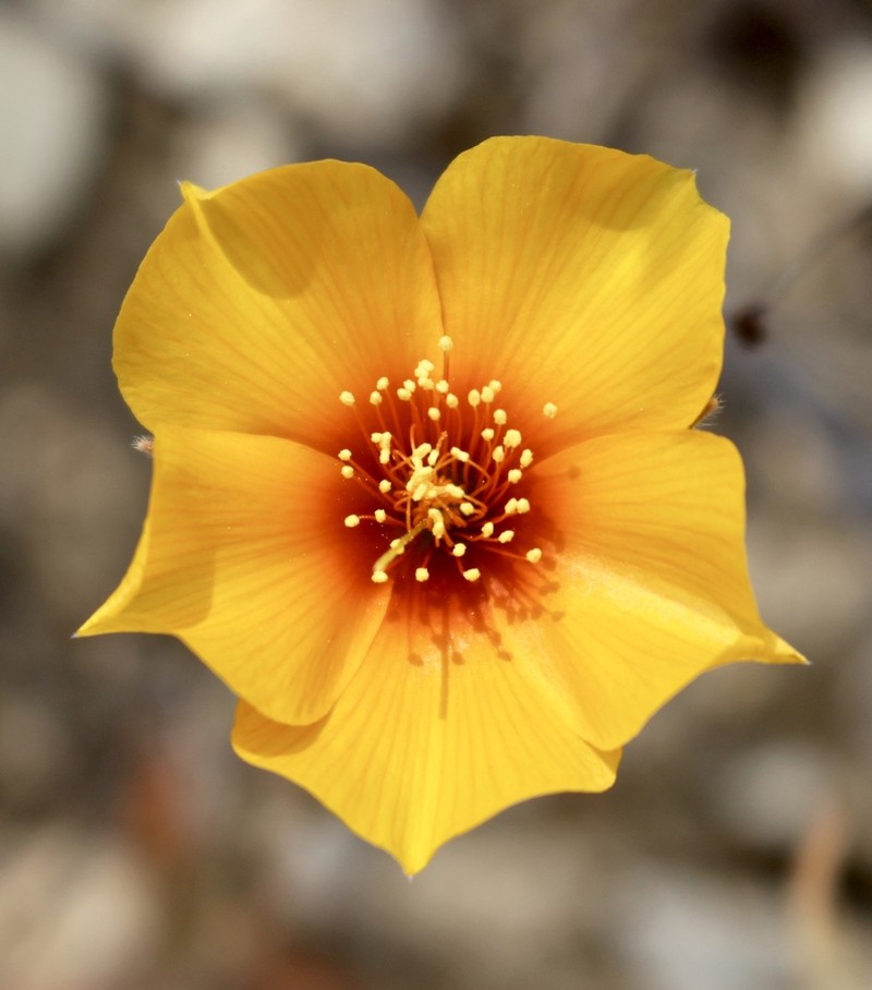 San Joaquin Blazingstar photo 3