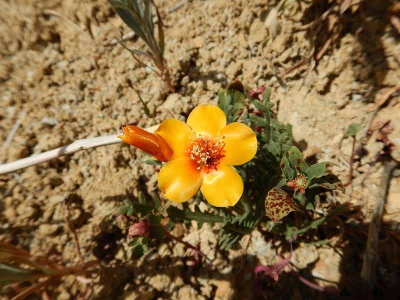 San Joaquin Blazingstar photo 4