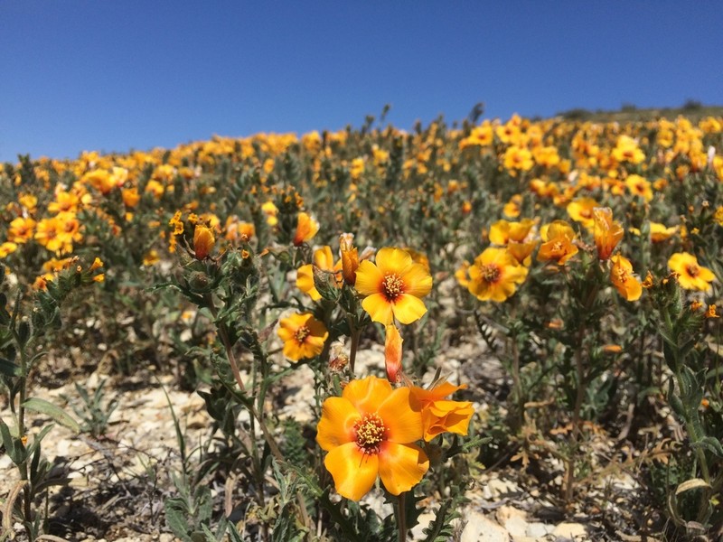 San Joaquin Blazingstar photo 5
