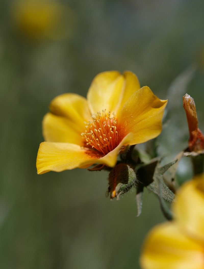 San Joaquin Blazingstar photo 6
