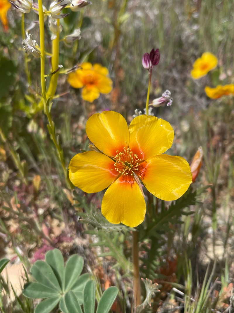 San Joaquin Blazingstar photo 7