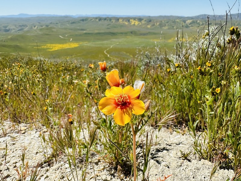 San Joaquin Blazingstar photo 8