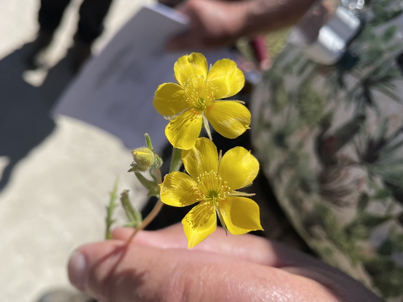 Mentzelia pectinata var. chrysopetala