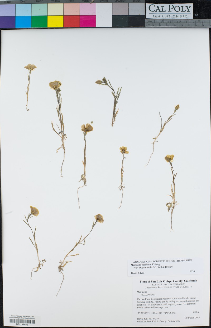 Mentzelia pectinata var. chrysopetala photo 2