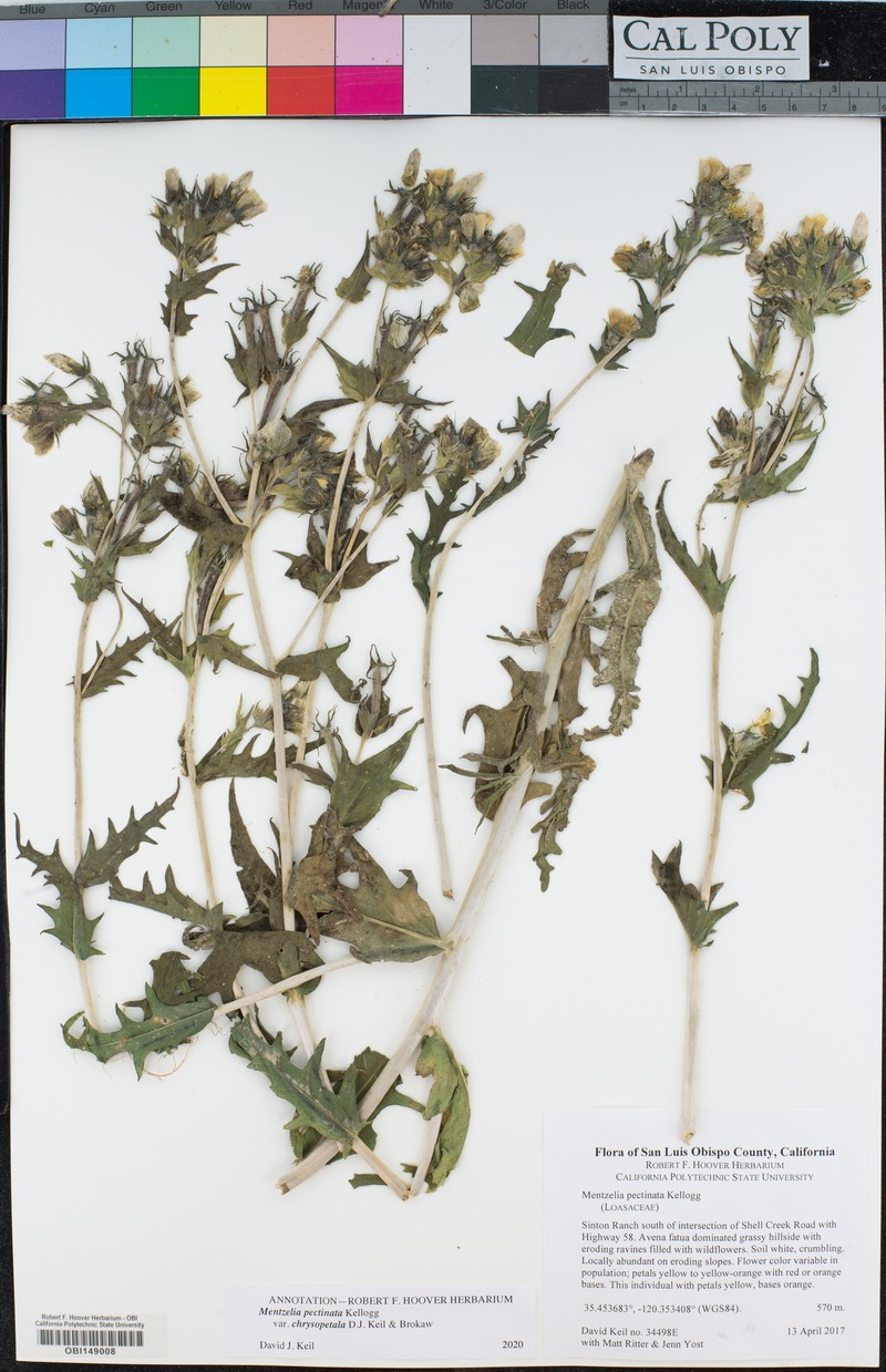 Mentzelia pectinata var. chrysopetala photo 3