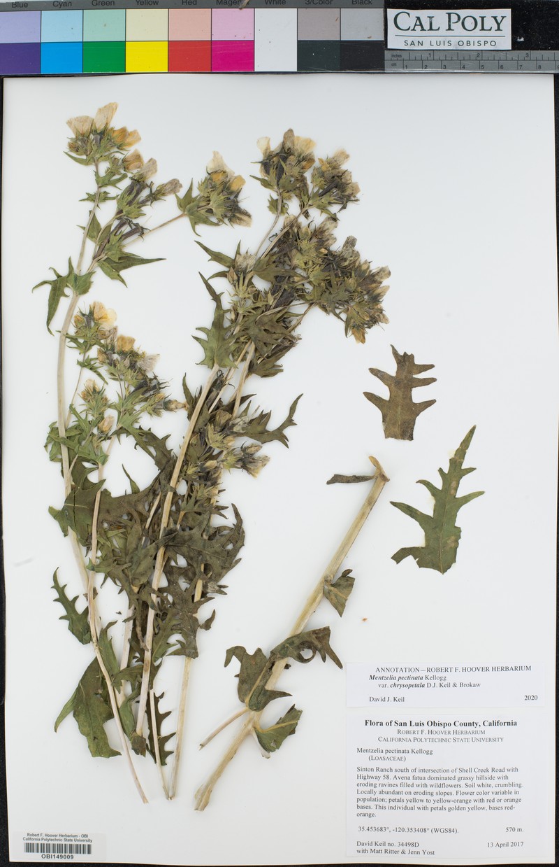 Mentzelia pectinata var. chrysopetala photo 4