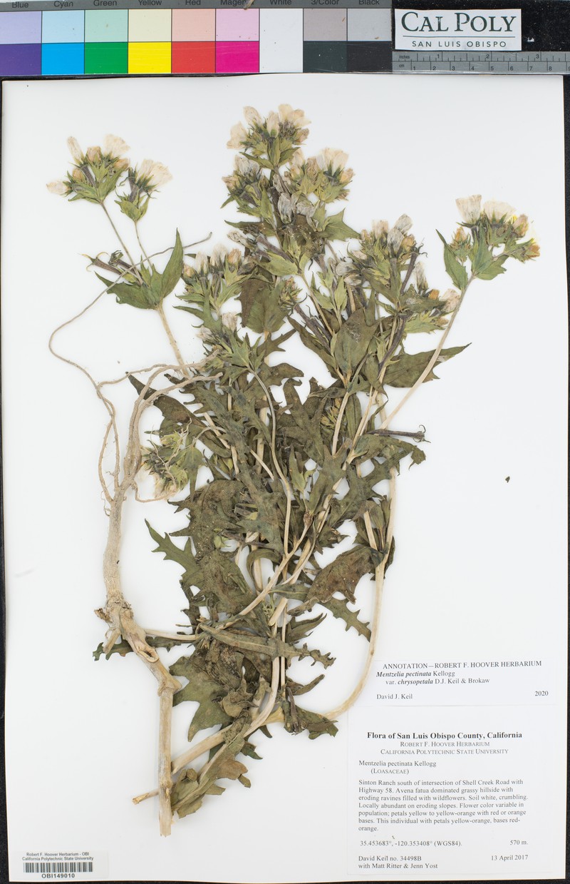 Mentzelia pectinata var. chrysopetala photo 5