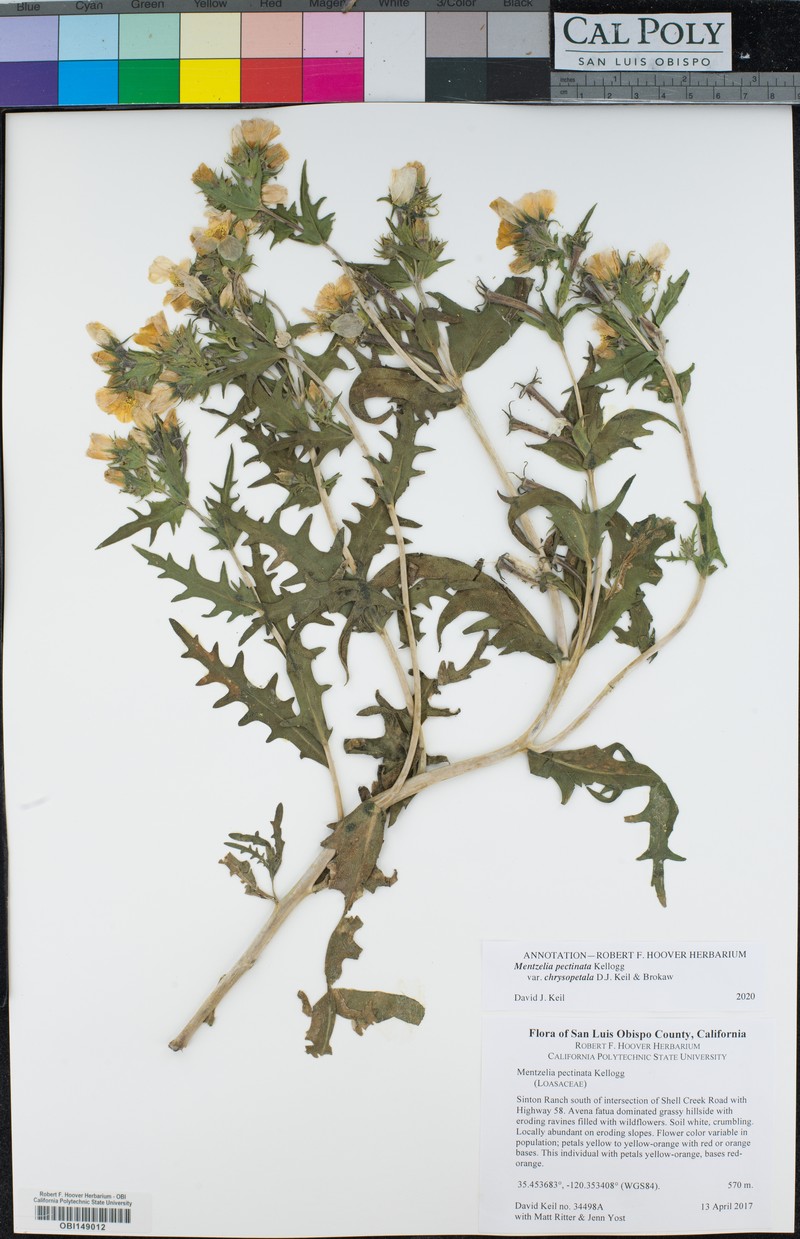 Mentzelia pectinata var. chrysopetala photo 6