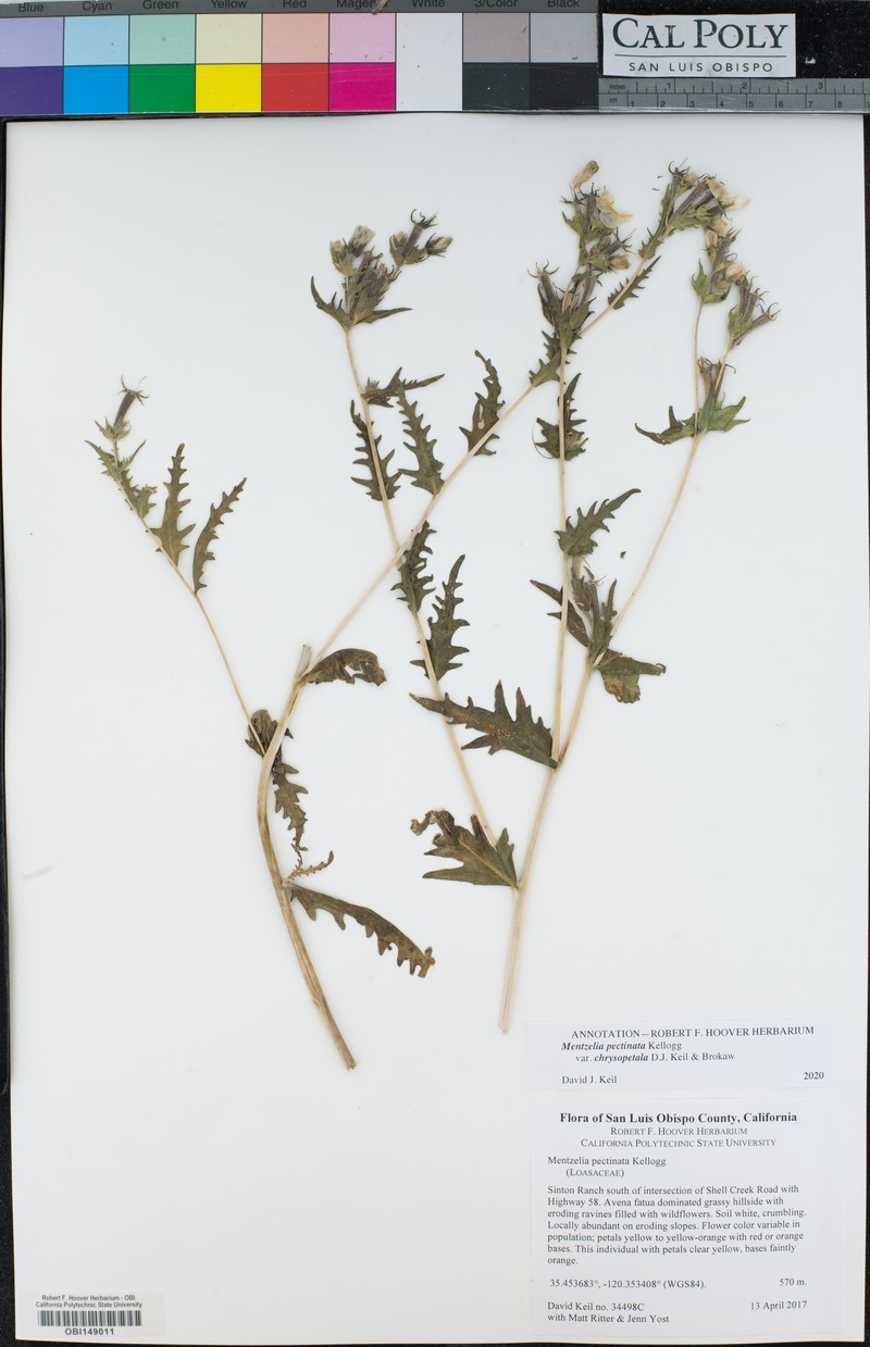Mentzelia pectinata var. chrysopetala photo 7