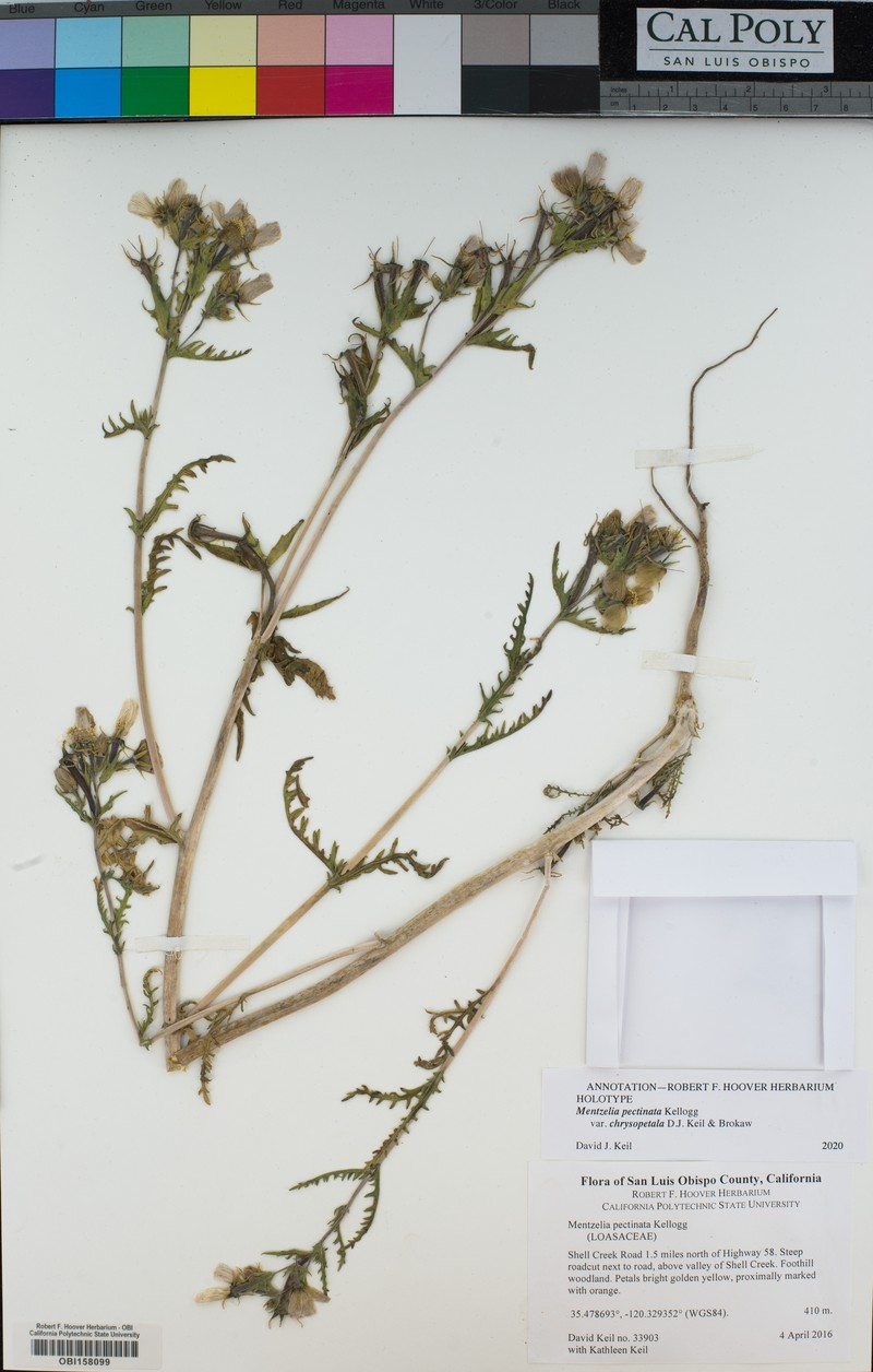 Mentzelia pectinata var. chrysopetala photo 8