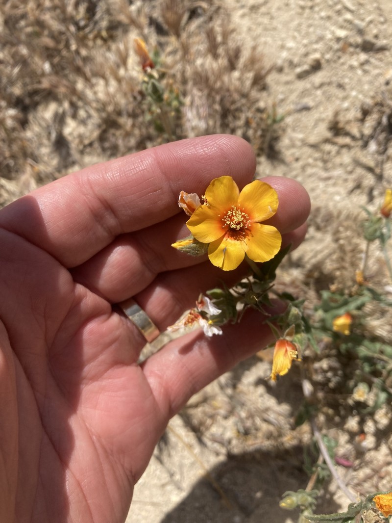Mentzelia pectinata var. pectinata